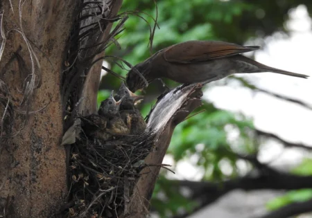 FAUNA NEWS - O que fazer ao encontrar um filhotes de aves.