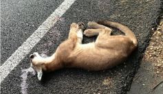 Fauna News