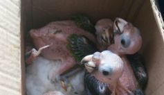 Fauna News