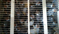 Fauna News