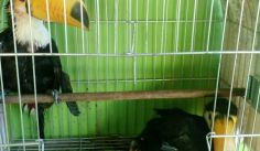 Fauna News