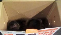 Fauna News