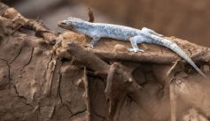Fauna News