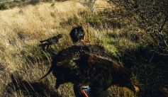 Fauna News