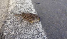 Fauna News