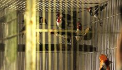 Fauna News