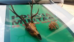 Fauna News