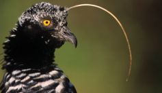 Fauna News