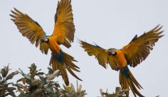 Fauna News