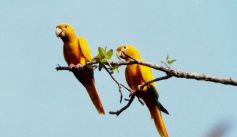Fauna News
