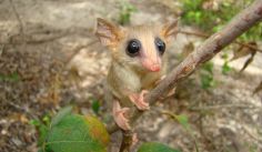 Fauna News