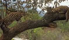 Fauna News