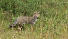Fauna News