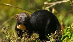 Fauna News