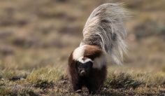 Fauna News