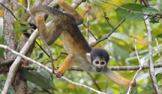 Fauna News