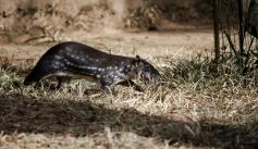 Fauna News