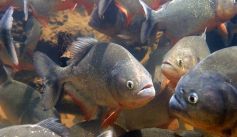 Fauna News