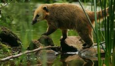 Fauna News