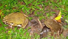 Fauna News