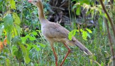 Fauna News
