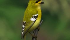 Fauna News