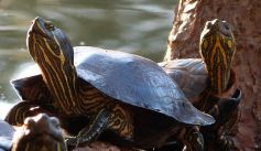 Fauna News