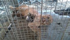 Fauna News