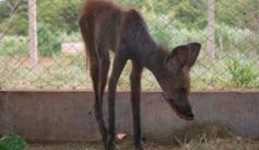 Fauna News