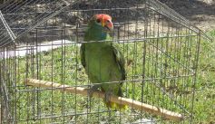 Fauna News