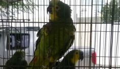 Fauna News