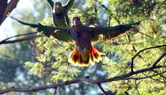Fauna News