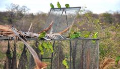 Fauna News