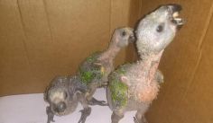 Fauna News