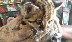 Fauna News