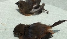 Fauna News