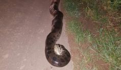 Fauna News