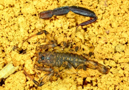FAUNA NEWS - Constipação: consequência de estratégia de sobrevivência em escorpiões
