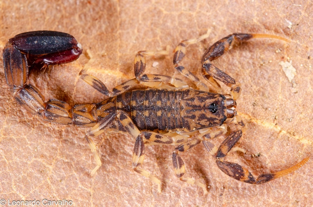 FAUNA NEWS - Constipação: consequência de estratégia de sobrevivência em escorpiões