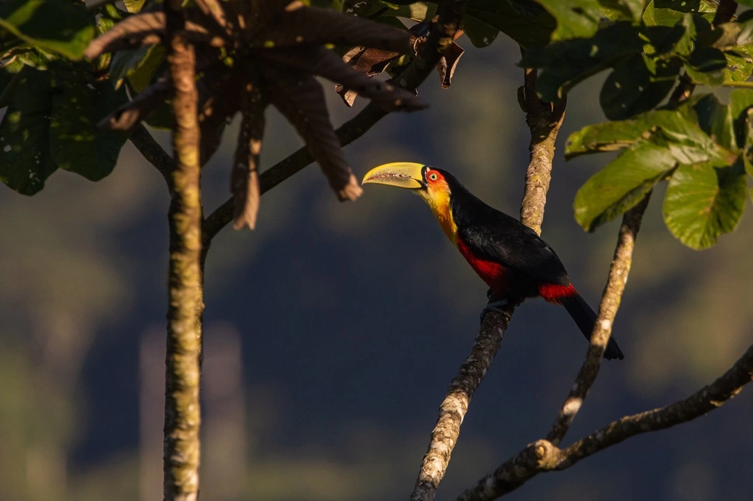 FAUNA NEWS - Grande Reserva Mata Atlântica é segundo melhor lugar para observar aves no Brasil