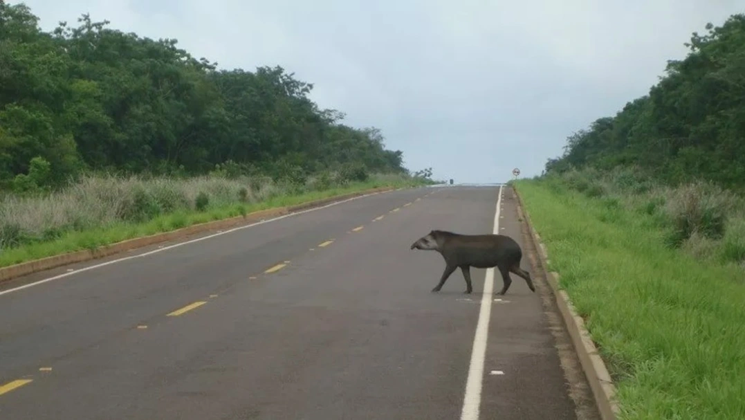 FAUNA NEWS - Como as características das estradas influenciam na fauna silvestre
