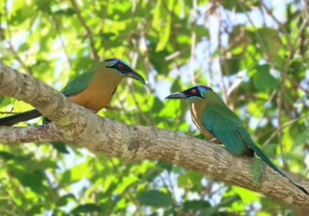 FAUNA NEWS - Bonito (MS) recebe encontro internacional de observação de aves