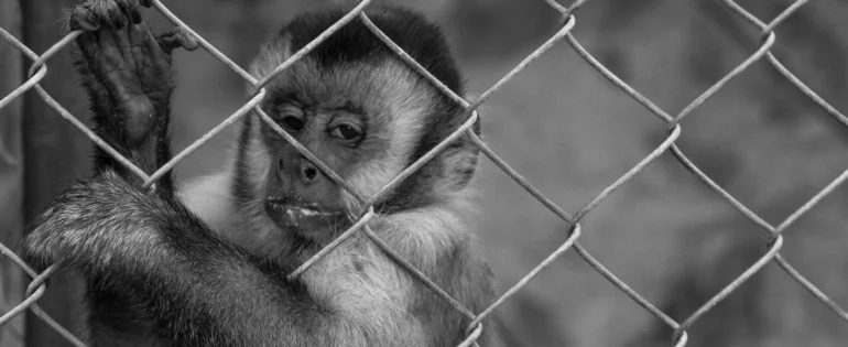 FAUNA NEWS - Do tráfico ao zoo interativo: sobre “conservação do lucro” e “pets públicos”