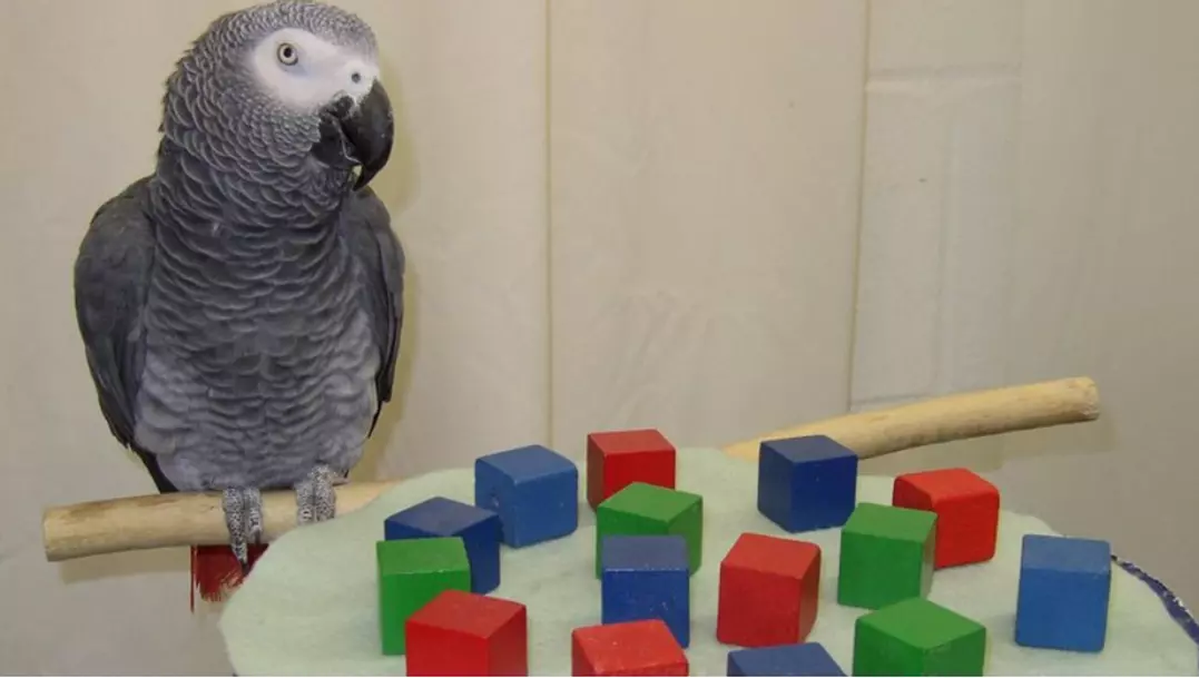FAUNA NEWS - Como e porque os papagaios imitam os humanos