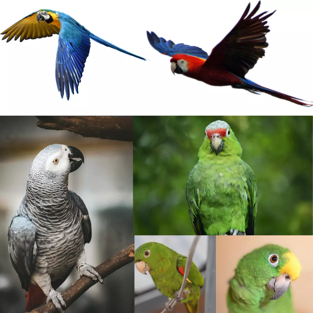 FAUNA NEWS - Como e porque os papagaios imitam os humanos