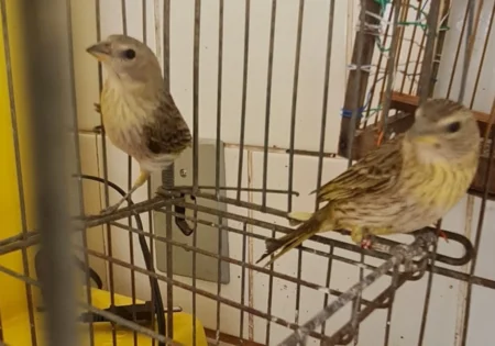 FAUNA NEWS - Canário é salvo pela segunda vez de viver em gaiola no DF
