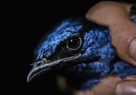 FAUNA NEWS - Projeto Andorinha-Azul: uma ave unindo continentes