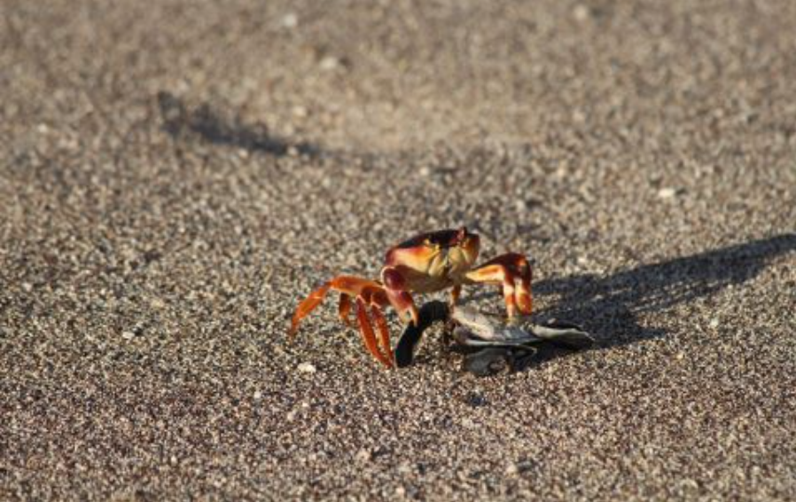 FAUNA NEWS - Estudo aponta áreas da ilha de Trindade para conservação de caranguejo ameaçado