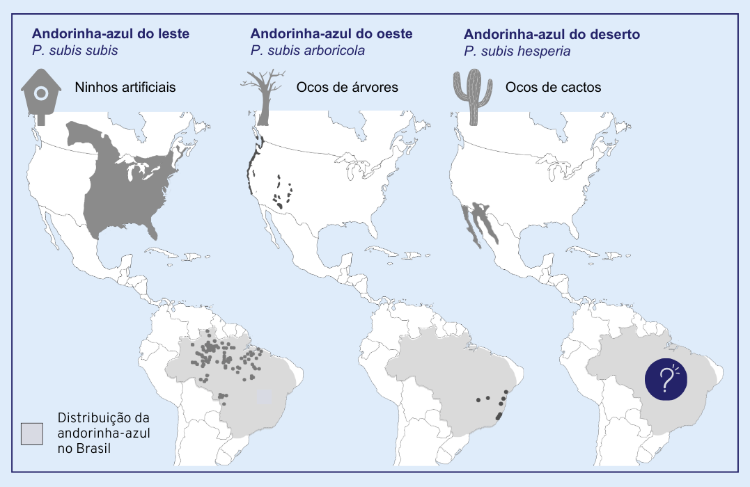 fauna news distribuição das subespécies de andorinhas