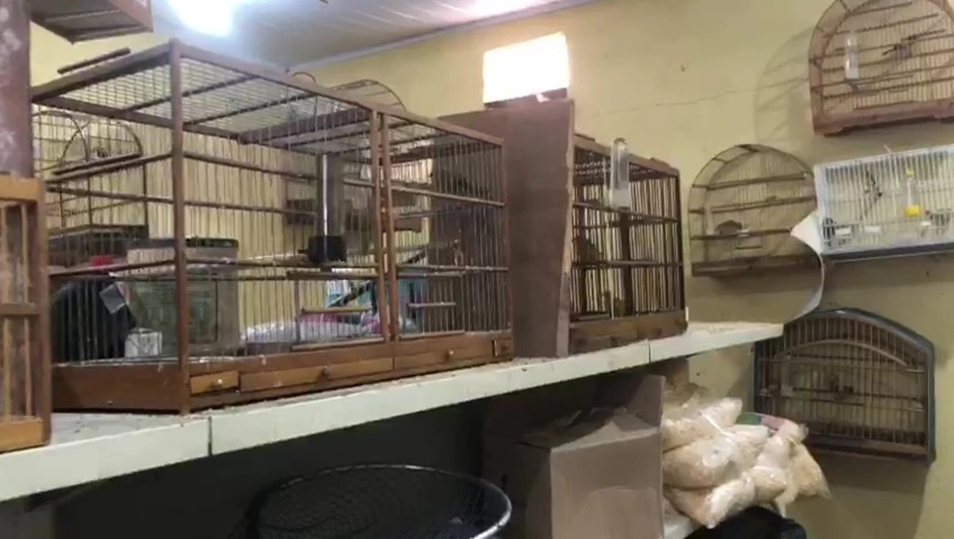 FAUNA NEWS - PM resgata 81 aves em loja ilegal de animais em São Paulo (SP)